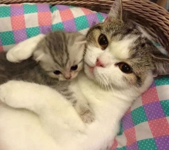 This Page Shared 40 New Photos Of Cats Being Weird, Sweet, And Accidentally Hilarious