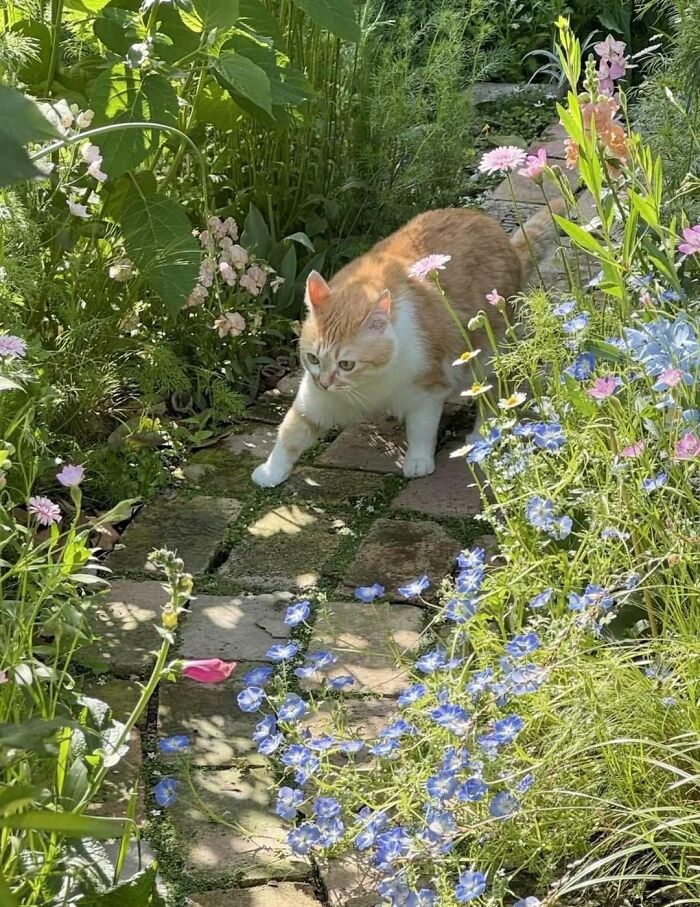 This Page Shared 40 New Photos Of Cats Being Weird, Sweet, And Accidentally Hilarious