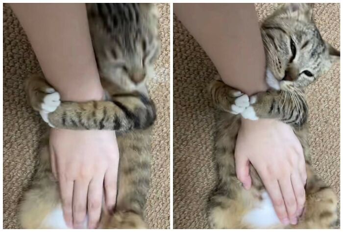 This Page Shared 40 New Photos Of Cats Being Weird, Sweet, And Accidentally Hilarious