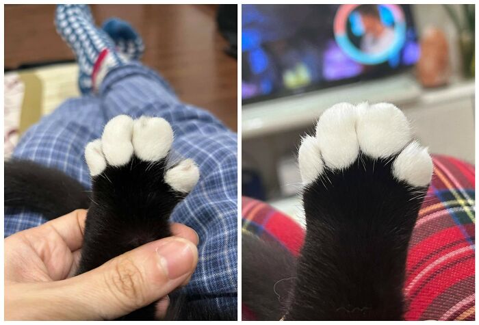 This Page Shared 40 New Photos Of Cats Being Weird, Sweet, And Accidentally Hilarious