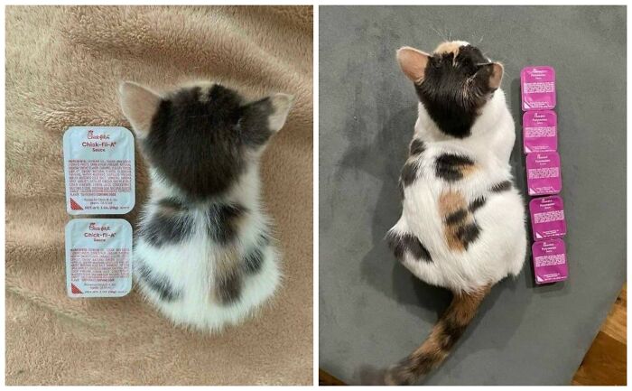This Page Shared 40 New Photos Of Cats Being Weird, Sweet, And Accidentally Hilarious