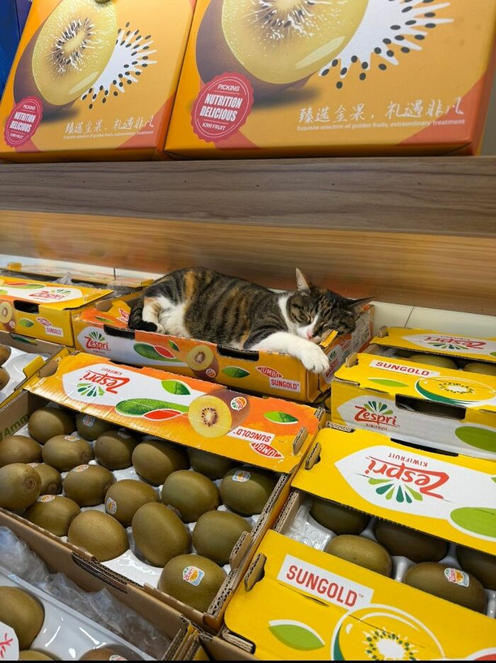This Page Shared 40 New Photos Of Cats Being Weird, Sweet, And Accidentally Hilarious