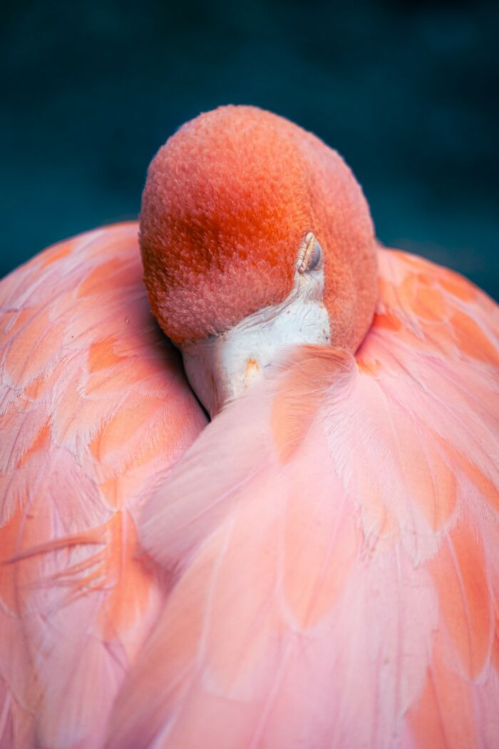 20 Stunning Animal Photos From Life Framer’s 2026 Animal Kingdom Competition