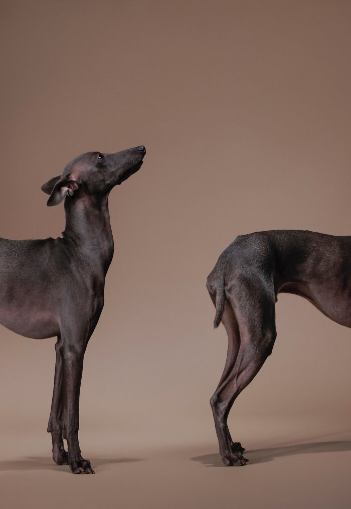 20 Stunning Animal Photos From Life Framer’s 2026 Animal Kingdom Competition