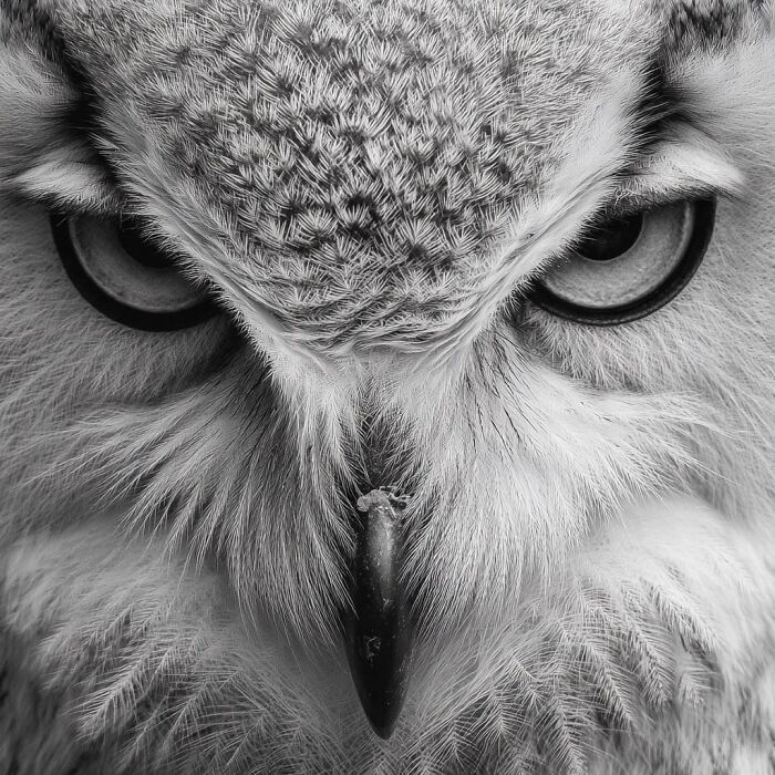 20 Stunning Animal Photos From Life Framer’s 2026 Animal Kingdom Competition