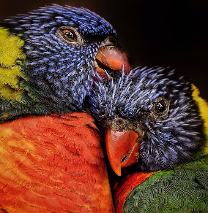 20 Stunning Animal Photos From Life Framer’s 2026 Animal Kingdom Competition