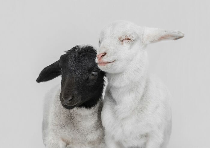 20 Stunning Animal Photos From Life Framer’s 2026 Animal Kingdom Competition