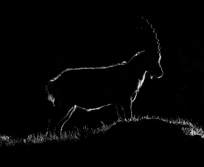 20 Stunning Animal Photos From Life Framer’s 2026 Animal Kingdom Competition