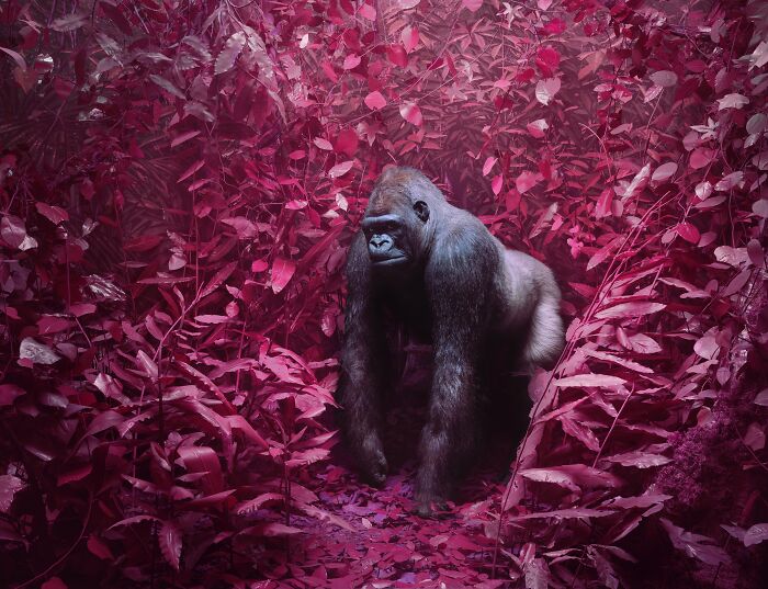 20 Stunning Animal Photos From Life Framer’s 2026 Animal Kingdom Competition