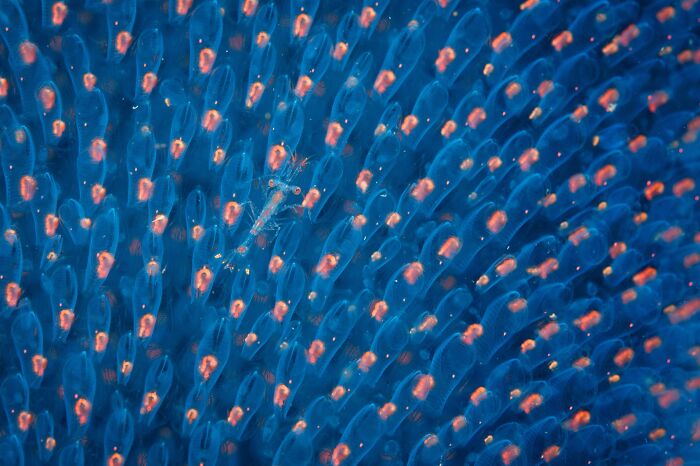 20 Stunning Animal Photos From Life Framer’s 2026 Animal Kingdom Competition