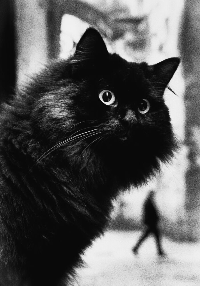 20 Stunning Animal Photos From Life Framer’s 2026 Animal Kingdom Competition