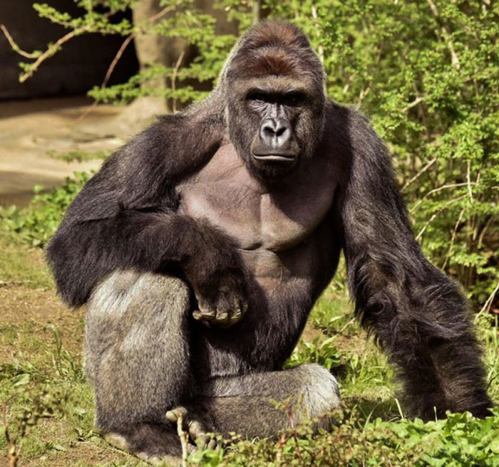 From Viral Memes To Heartfelt Tributes, Harambe&rsquo;s 10th Anniversary Sparks Frenzy With White House In The Mix