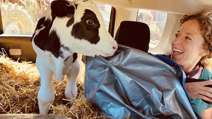 A Father, A Daughter, And Two Rescued Calves: The Unforgettable 600-Mile Journey Behind “Cow Trip” A Father, A Daughter, And Two Rescued Calves: The Unforgettable 600-Mile Journey Behind “Cow Trip”