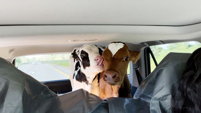 A Father, A Daughter, And Two Rescued Calves: The Unforgettable 600-Mile Journey Behind “Cow Trip” A Father, A Daughter, And Two Rescued Calves: The Unforgettable 600-Mile Journey Behind “Cow Trip”