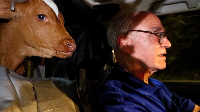 A Father, A Daughter, And Two Rescued Calves: The Unforgettable 600-Mile Journey Behind “Cow Trip” A Father, A Daughter, And Two Rescued Calves: The Unforgettable 600-Mile Journey Behind “Cow Trip”