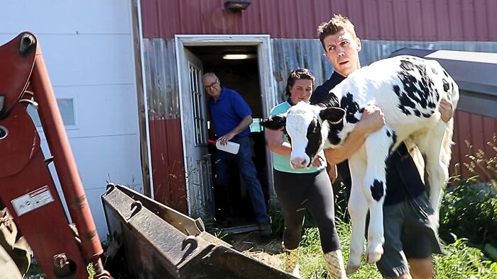 A Father, A Daughter, And Two Rescued Calves: The Unforgettable 600-Mile Journey Behind “Cow Trip” A Father, A Daughter, And Two Rescued Calves: The Unforgettable 600-Mile Journey Behind “Cow Trip”