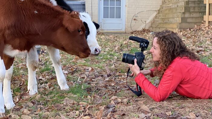 A Father, A Daughter, And Two Rescued Calves: The Unforgettable 600-Mile Journey Behind “Cow Trip” A Father, A Daughter, And Two Rescued Calves: The Unforgettable 600-Mile Journey Behind “Cow Trip”