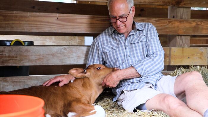 A Father, A Daughter, And Two Rescued Calves: The Unforgettable 600-Mile Journey Behind “Cow Trip” A Father, A Daughter, And Two Rescued Calves: The Unforgettable 600-Mile Journey Behind “Cow Trip”