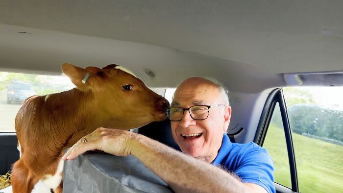 A Father, A Daughter, And Two Rescued Calves: The Unforgettable 600-Mile Journey Behind “Cow Trip” A Father, A Daughter, And Two Rescued Calves: The Unforgettable 600-Mile Journey Behind “Cow Trip”