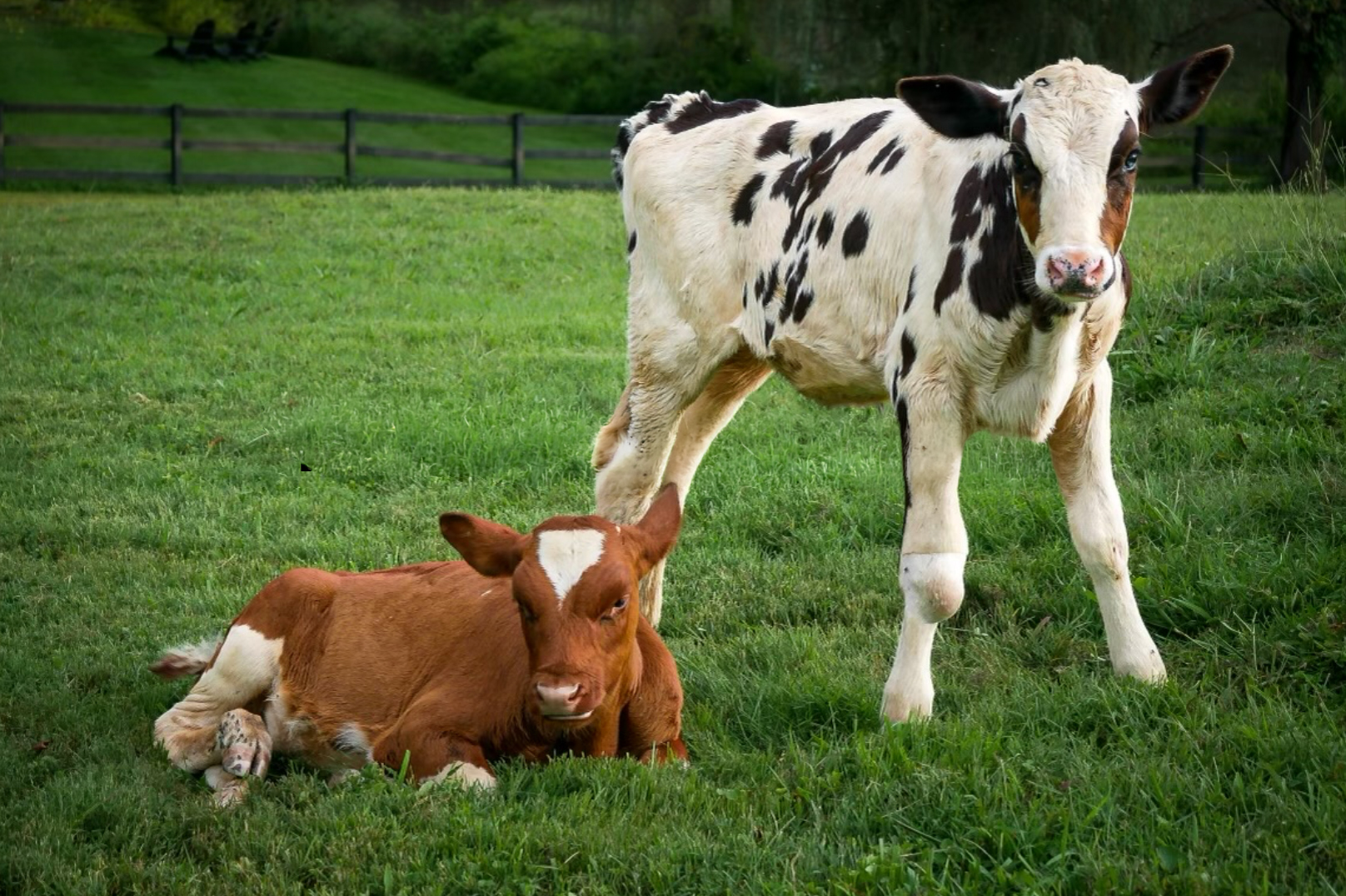 A Father, A Daughter, And Two Rescued Calves: The Unforgettable 600-Mile Journey Behind “Cow Trip” A Father, A Daughter, And Two Rescued Calves: The Unforgettable 600-Mile Journey Behind “Cow Trip”