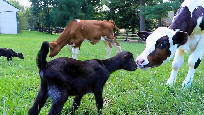 A Father, A Daughter, And Two Rescued Calves: The Unforgettable 600-Mile Journey Behind “Cow Trip” A Father, A Daughter, And Two Rescued Calves: The Unforgettable 600-Mile Journey Behind “Cow Trip”