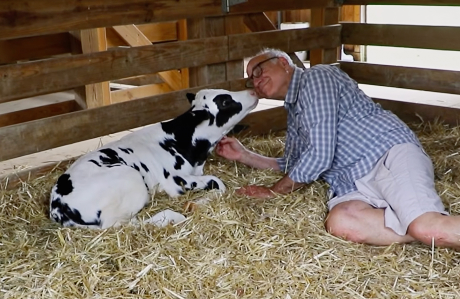 A Father, A Daughter, And Two Rescued Calves: The Unforgettable 600-Mile Journey Behind “Cow Trip” A Father, A Daughter, And Two Rescued Calves: The Unforgettable 600-Mile Journey Behind “Cow Trip”