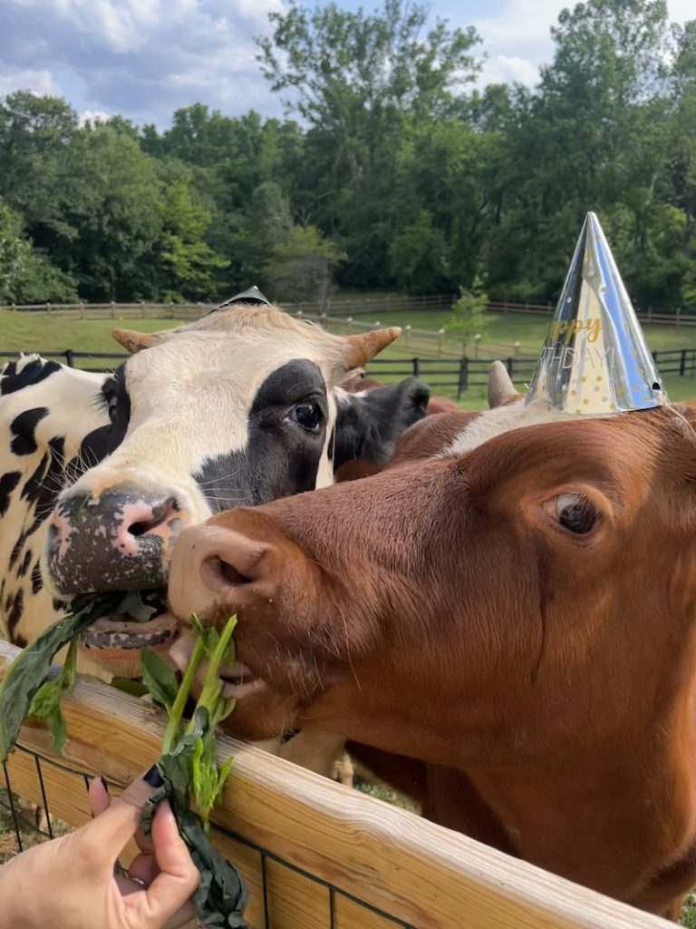 A Father, A Daughter, And Two Rescued Calves: The Unforgettable 600-Mile Journey Behind “Cow Trip” A Father, A Daughter, And Two Rescued Calves: The Unforgettable 600-Mile Journey Behind “Cow Trip”