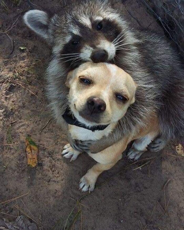 This Page Shares Funny Pics Of Raccoons That Prove They May Be The Cutest Animal Ever (47 Pics) This Page Shares Funny Pics Of Raccoons That Prove They May Be The Cutest Animal Ever (47 Pics)