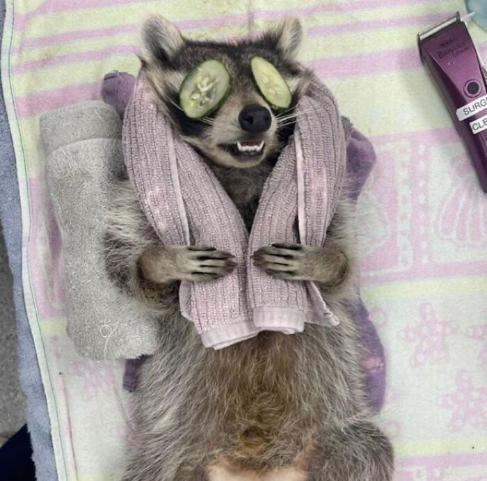 This Page Shares Funny Pics Of Raccoons That Prove They May Be The Cutest Animal Ever (47 Pics) This Page Shares Funny Pics Of Raccoons That Prove They May Be The Cutest Animal Ever (47 Pics)
