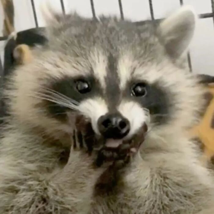 This Page Shares Funny Pics Of Raccoons That Prove They May Be The Cutest Animal Ever (47 Pics) This Page Shares Funny Pics Of Raccoons That Prove They May Be The Cutest Animal Ever (47 Pics)