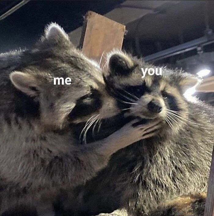 This Page Shares Funny Pics Of Raccoons That Prove They May Be The Cutest Animal Ever (47 Pics) This Page Shares Funny Pics Of Raccoons That Prove They May Be The Cutest Animal Ever (47 Pics)