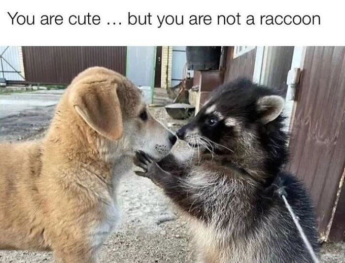 This Page Shares Funny Pics Of Raccoons That Prove They May Be The Cutest Animal Ever (47 Pics) This Page Shares Funny Pics Of Raccoons That Prove They May Be The Cutest Animal Ever (47 Pics)