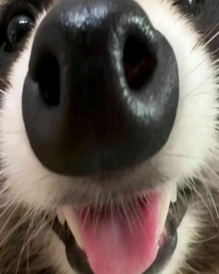 This Page Shares Funny Pics Of Raccoons That Prove They May Be The Cutest Animal Ever (47 Pics) This Page Shares Funny Pics Of Raccoons That Prove They May Be The Cutest Animal Ever (47 Pics)