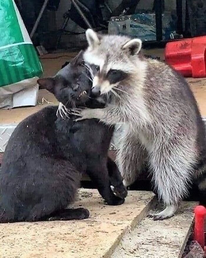 This Page Shares Funny Pics Of Raccoons That Prove They May Be The Cutest Animal Ever (47 Pics) This Page Shares Funny Pics Of Raccoons That Prove They May Be The Cutest Animal Ever (47 Pics)