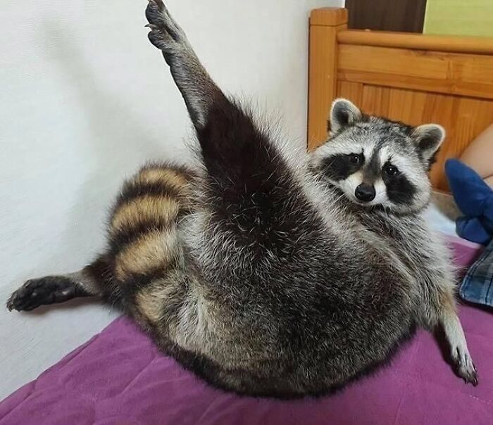 This Page Shares Funny Pics Of Raccoons That Prove They May Be The Cutest Animal Ever (47 Pics) This Page Shares Funny Pics Of Raccoons That Prove They May Be The Cutest Animal Ever (47 Pics)