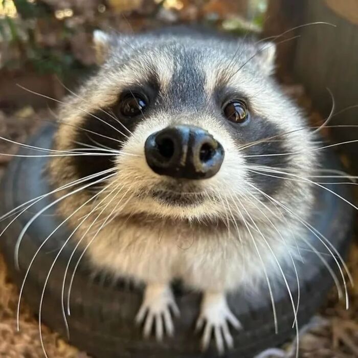 This Page Shares Funny Pics Of Raccoons That Prove They May Be The Cutest Animal Ever (47 Pics) This Page Shares Funny Pics Of Raccoons That Prove They May Be The Cutest Animal Ever (47 Pics)