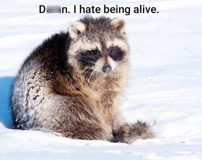 This Page Shares Funny Pics Of Raccoons That Prove They May Be The Cutest Animal Ever (47 Pics) This Page Shares Funny Pics Of Raccoons That Prove They May Be The Cutest Animal Ever (47 Pics)