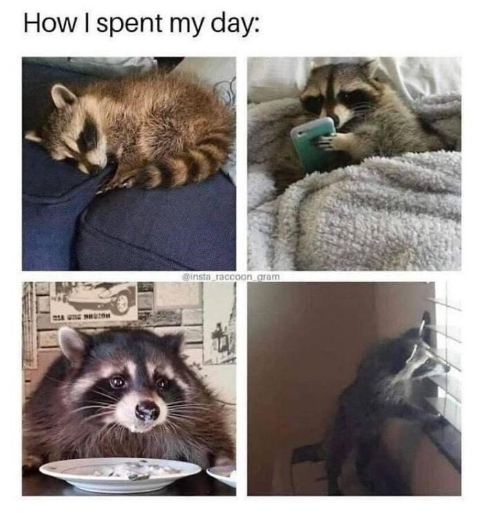 This Page Shares Funny Pics Of Raccoons That Prove They May Be The Cutest Animal Ever (47 Pics) This Page Shares Funny Pics Of Raccoons That Prove They May Be The Cutest Animal Ever (47 Pics)
