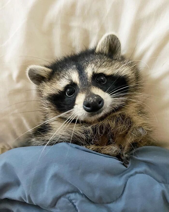 This Page Shares Funny Pics Of Raccoons That Prove They May Be The Cutest Animal Ever (47 Pics) This Page Shares Funny Pics Of Raccoons That Prove They May Be The Cutest Animal Ever (47 Pics)