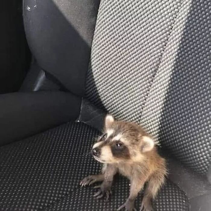 This Page Shares Funny Pics Of Raccoons That Prove They May Be The Cutest Animal Ever (47 Pics) This Page Shares Funny Pics Of Raccoons That Prove They May Be The Cutest Animal Ever (47 Pics)