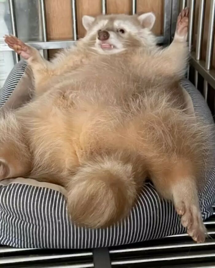 This Page Shares Funny Pics Of Raccoons That Prove They May Be The Cutest Animal Ever (47 Pics) This Page Shares Funny Pics Of Raccoons That Prove They May Be The Cutest Animal Ever (47 Pics)