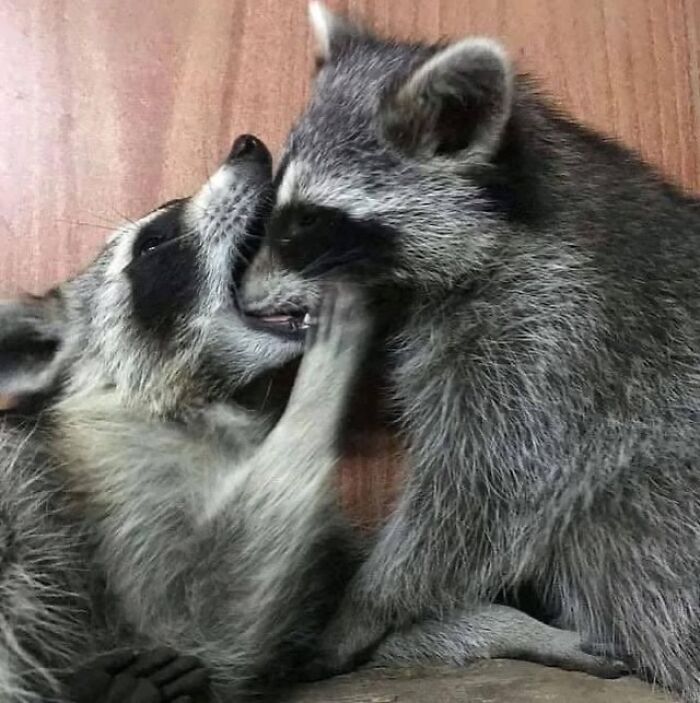 This Page Shares Funny Pics Of Raccoons That Prove They May Be The Cutest Animal Ever (47 Pics) This Page Shares Funny Pics Of Raccoons That Prove They May Be The Cutest Animal Ever (47 Pics)