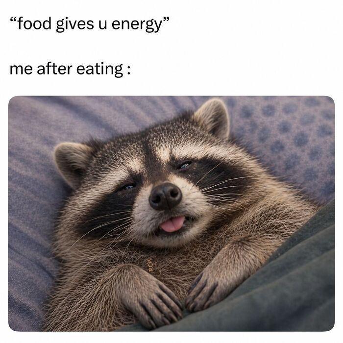 This Page Shares Funny Pics Of Raccoons That Prove They May Be The Cutest Animal Ever (47 Pics) This Page Shares Funny Pics Of Raccoons That Prove They May Be The Cutest Animal Ever (47 Pics)