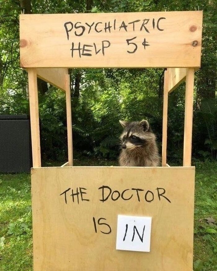 This Page Shares Funny Pics Of Raccoons That Prove They May Be The Cutest Animal Ever (47 Pics) This Page Shares Funny Pics Of Raccoons That Prove They May Be The Cutest Animal Ever (47 Pics)