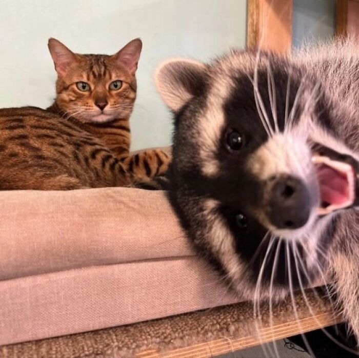 This Page Shares Funny Pics Of Raccoons That Prove They May Be The Cutest Animal Ever (47 Pics) This Page Shares Funny Pics Of Raccoons That Prove They May Be The Cutest Animal Ever (47 Pics)