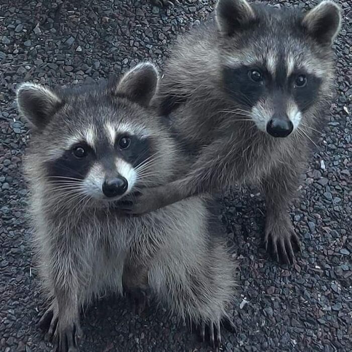 This Page Shares Funny Pics Of Raccoons That Prove They May Be The Cutest Animal Ever (47 Pics) This Page Shares Funny Pics Of Raccoons That Prove They May Be The Cutest Animal Ever (47 Pics)