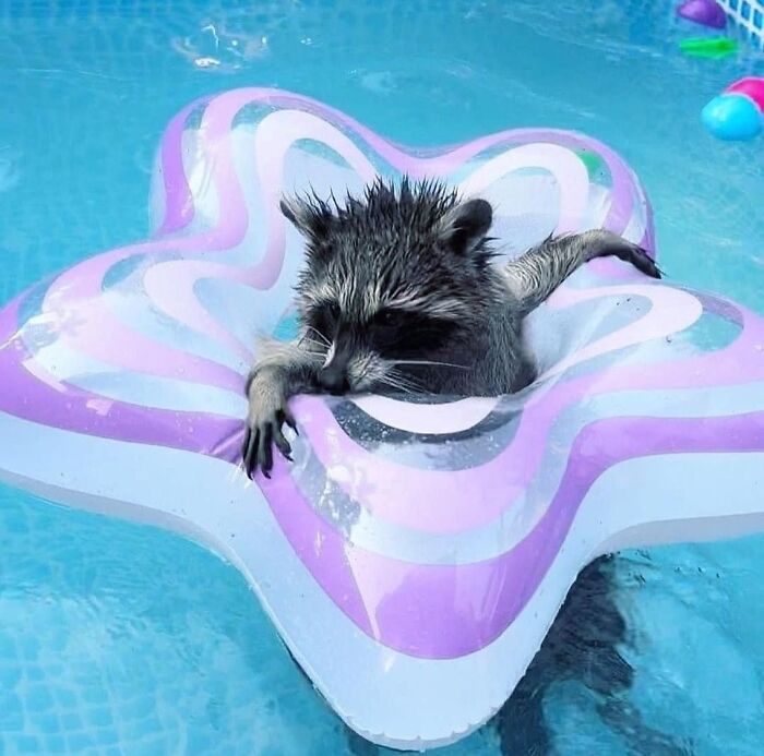 This Page Shares Funny Pics Of Raccoons That Prove They May Be The Cutest Animal Ever (47 Pics) This Page Shares Funny Pics Of Raccoons That Prove They May Be The Cutest Animal Ever (47 Pics)