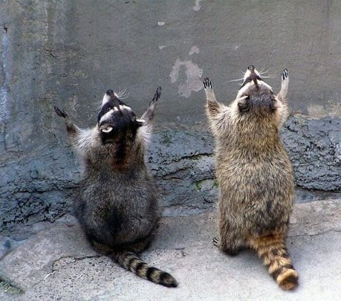 This Page Shares Funny Pics Of Raccoons That Prove They May Be The Cutest Animal Ever (47 Pics) This Page Shares Funny Pics Of Raccoons That Prove They May Be The Cutest Animal Ever (47 Pics)