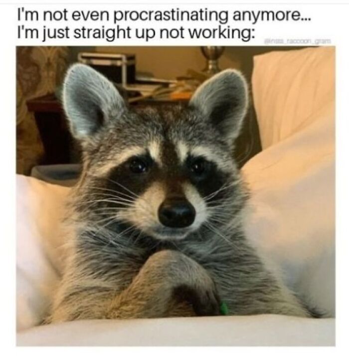 This Page Shares Funny Pics Of Raccoons That Prove They May Be The Cutest Animal Ever (47 Pics) This Page Shares Funny Pics Of Raccoons That Prove They May Be The Cutest Animal Ever (47 Pics)