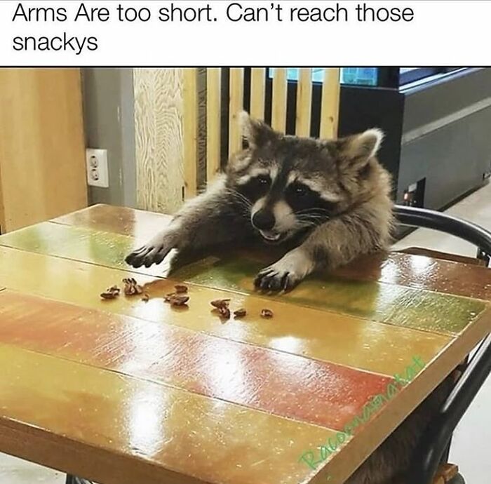 This Page Shares Funny Pics Of Raccoons That Prove They May Be The Cutest Animal Ever (47 Pics) This Page Shares Funny Pics Of Raccoons That Prove They May Be The Cutest Animal Ever (47 Pics)